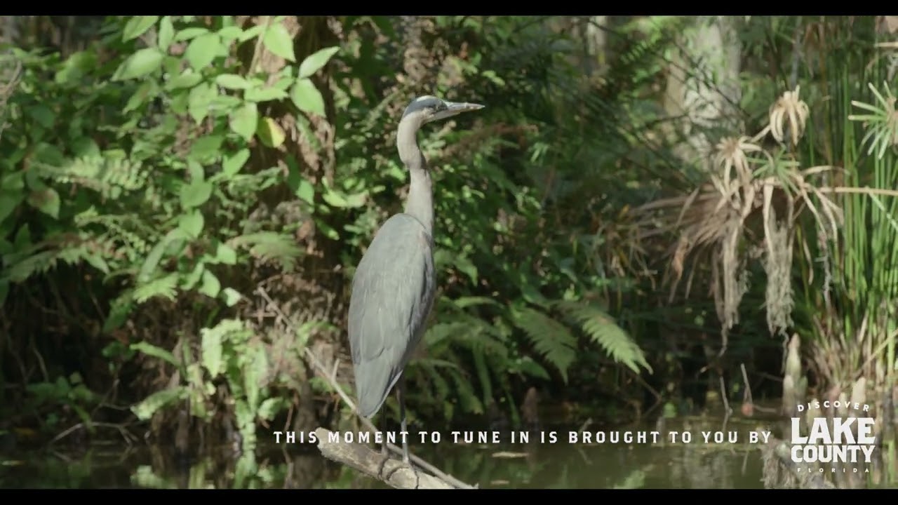 Lake Life (On the Water): Dora Canal