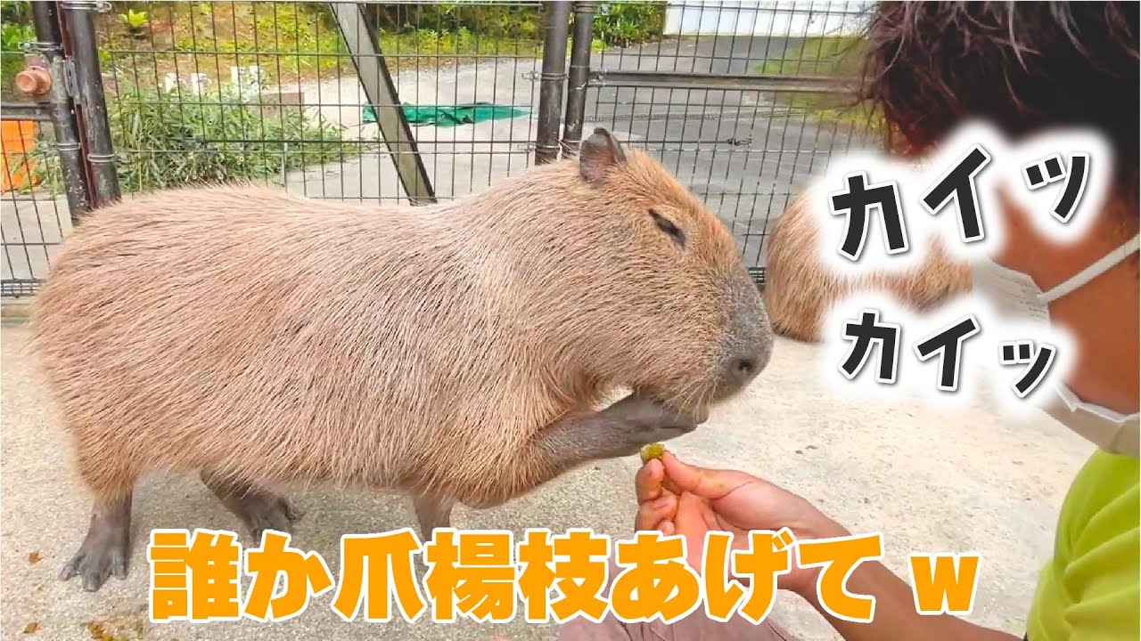 歯に詰まらせた時のカピバラの行動が可愛すぎた！！！！！Animals eat smoothie-ish.