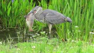 Great Blue Heron