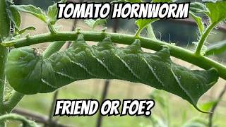 The Truth About Tomato Hornworms 🍅🐛