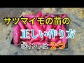 さつまいもの苗づくり　安納芋で苗をつくります