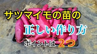 さつまいもの苗づくり　安納芋で苗をつくります