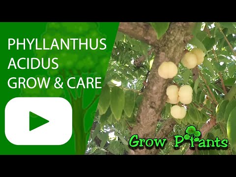Phyllanthus acidus - grow, care & harvest (Star gooseberry)