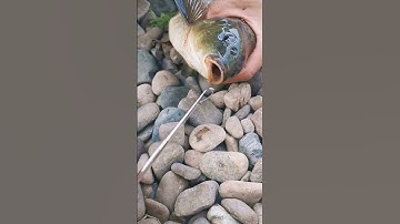 Dụng cụ lấy lưỡi câu đơn giản / ktln