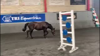 The Ferros Daughter 2yr old by Creevagh Ferro