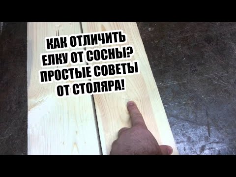 Как отличить елку от сосны?