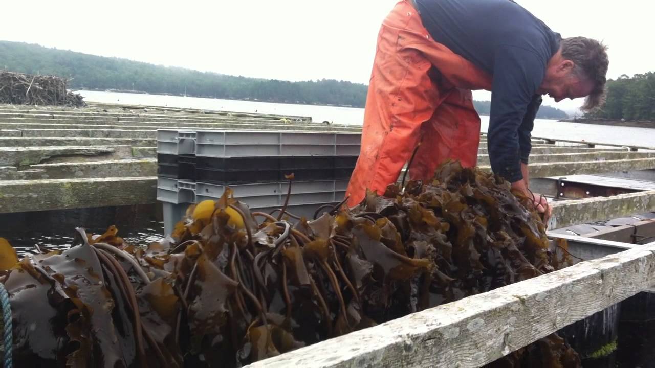 "The Kelp Farm", 2012-2013 