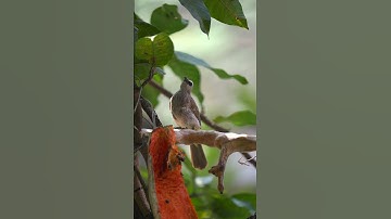 Thumbnail of 🌿 Garden Birdsong | Relaxing Nature Sounds at Home  #birds #birdgarden #gardenbirds
