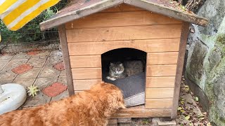 Cat Steals Dog&#39;s Bed While He&#39;s Away for Walk