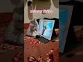 বিড়াল কিভাবে কার্টুন দেখে 💞#funny #shorts #viral #cat #video #youtube
