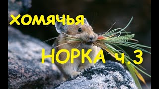 Мои запасы наборов, часть 3/Вышивка/Хомячья норка