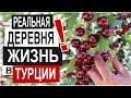 Турция:  СОБИРАЕМ ВИШНЮ. Жизнь в деревне. Настоящая Турция. Сады вишни. Поля подсолнухов.