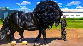 10 Caballos Que Nacen Una Vez Cada Mil Años