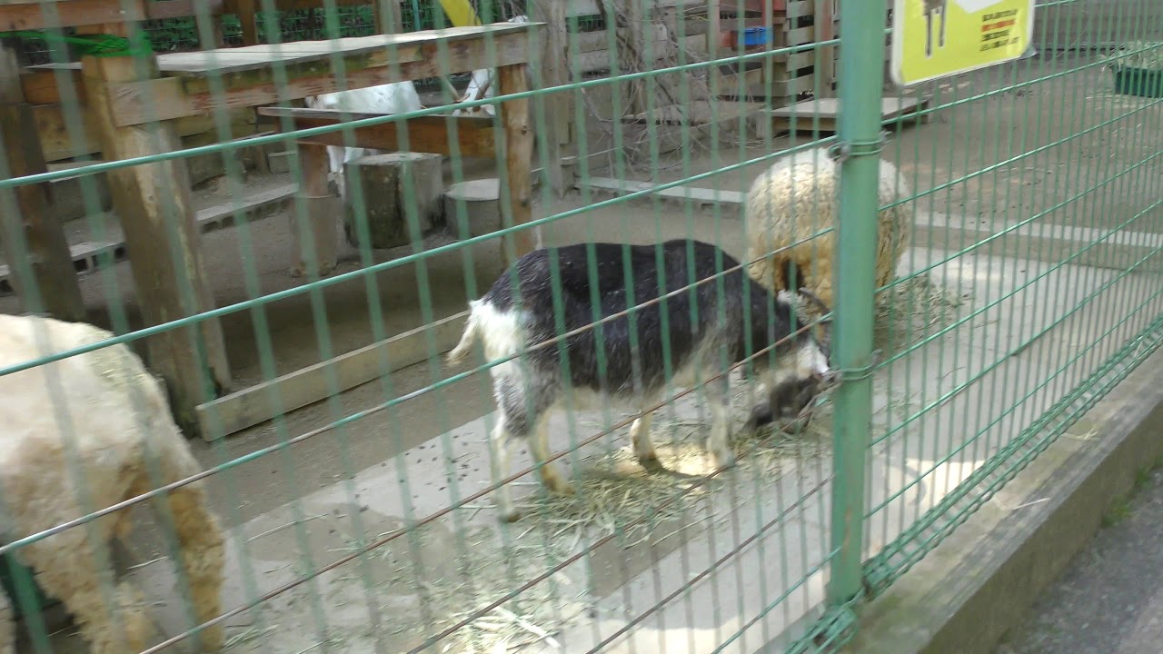 ヤギ と ヒツジ (大牟田市動物園) 2019年4月19日