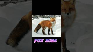 2024 fox ? vs 5000bce. fox ? ? shortvideo edit @bceworld999