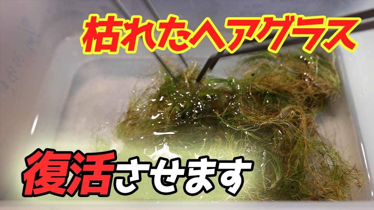 【メンテナンス】枯れた水草を再生させます【ショートヘアグラス水槽】
