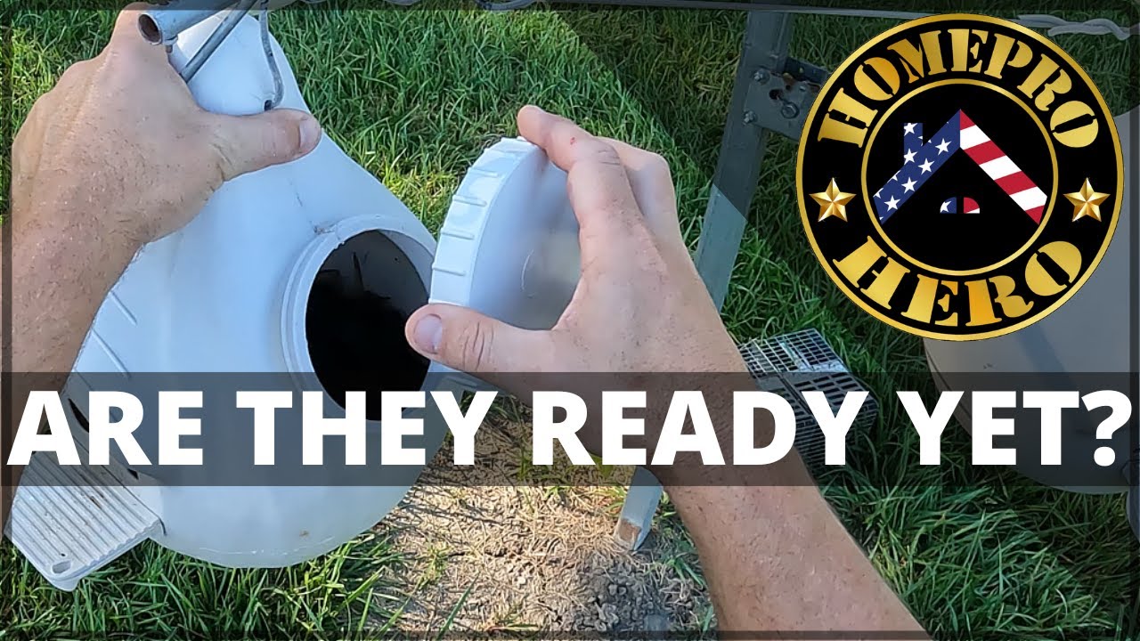 Purple Martin Nesting: How to Check for Fledglings and Maintain a Healthy Colony