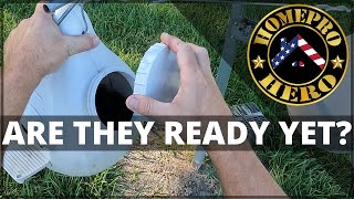 Purple Martin Nesting How to Check for Fledglings and Maintain a Healthy Colony