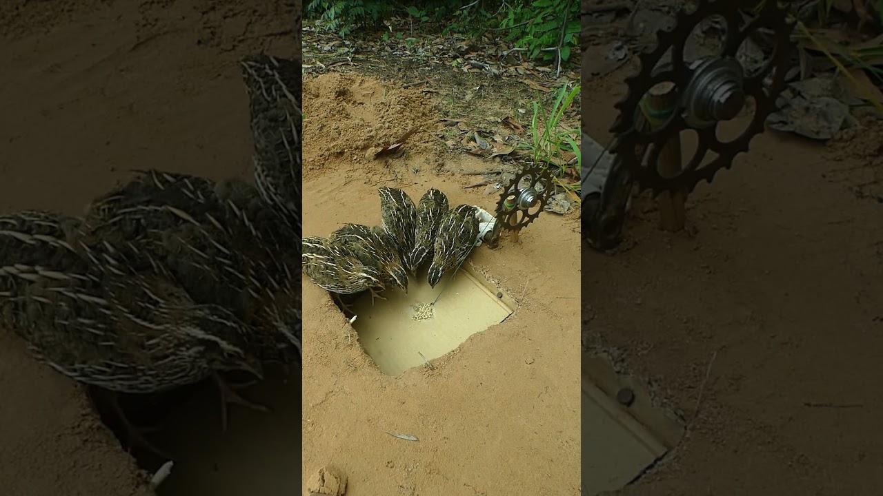 Amazing Creative Unique Bird Trap - Quail Trap 