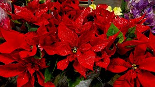 Stop Killing Your Poinsettia! 5 Proven Tips to Keep Your Plant Alive (2026)🌺
