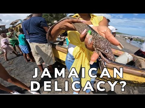Taste of Jamaica: Emancipation Day Road Trip to Alligator Pond, Manchester