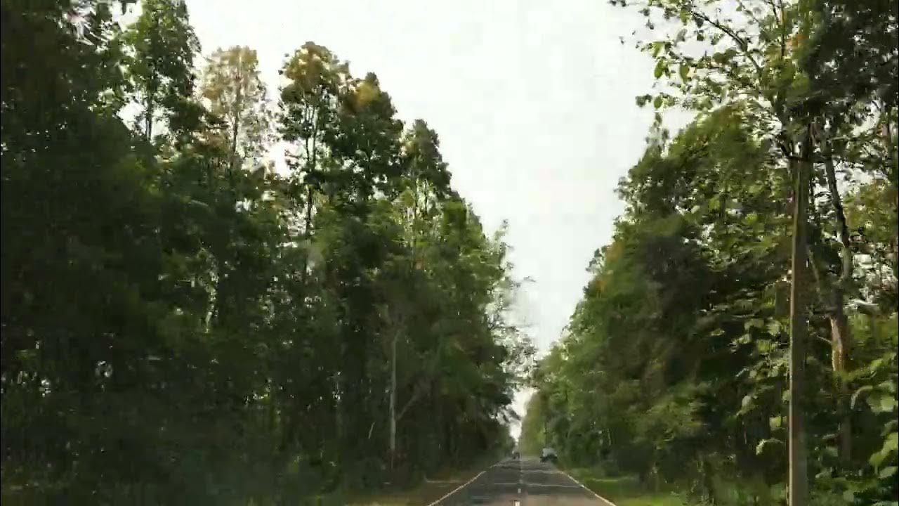 Evergreen forest Assam India YouTube