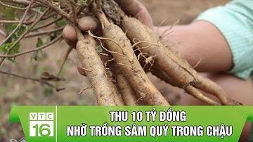 THU 10 TỶ ĐỒNG NHỜ TRỒNG SÂM QUÝ TRONG CHẬU | VTC16