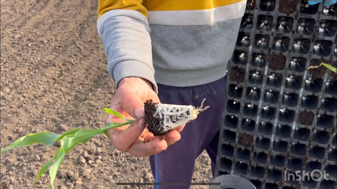 Посадка цукрової кукурудзи. РОЗСАДА. Садим капусту . РОБОЧІ БУДНІ