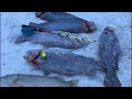 Триал Русская рыбалка, ловля ФОРЕЛИ со льда! Платные пруды подмосковья! Рыбалка зимой на платнике!
