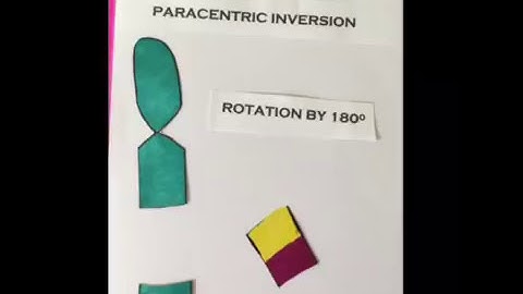 Chromosome Inversion Animation