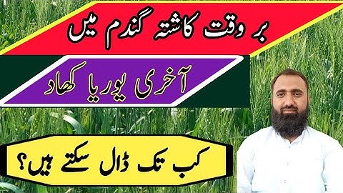 Last Urea Application in timely sown Wheat || Bilal Kanju Official