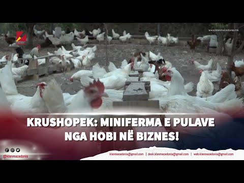 Krushopek: Miniferma e pulave – nga hobi në biznes!