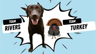 The Great Turkey Hunt: Dog finds himself a Turkey bird?! #turkeyhunting by Rivers the Chocolate Lab 57 views 9 days ago 16 seconds