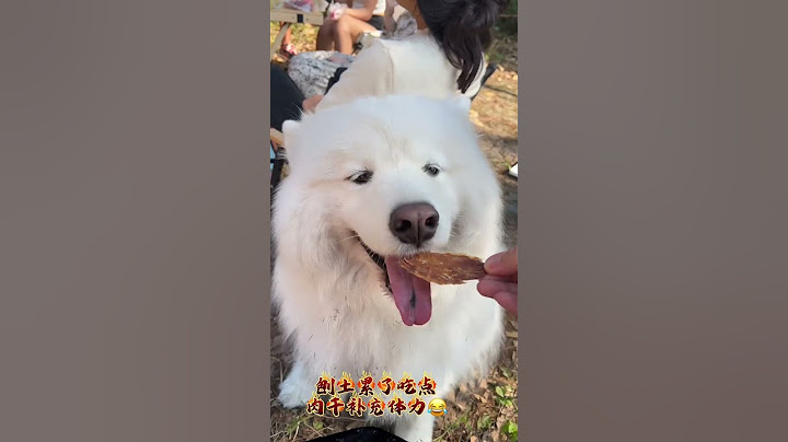 除了炫饭 干啥啥不行潦草小狗 串串狗 狗狗的心思都写在脸上了
