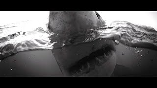 RED COLLECTIVE - ANDY BRANDY CASAGRANDE IV - SHARKS - ABC4EXPLORE - RED DIGITAL CINEMA by Andy Brandy Casagrande IV 6,432 views 5 years ago 4 minutes, 25 seconds