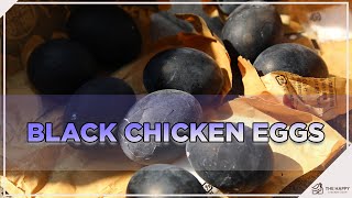 Can You Get Black Chicken Eggs From Chickens?