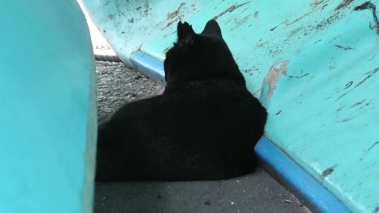 林崎漁港内地域猫黒系アメショ2026 8 28a - YouTube