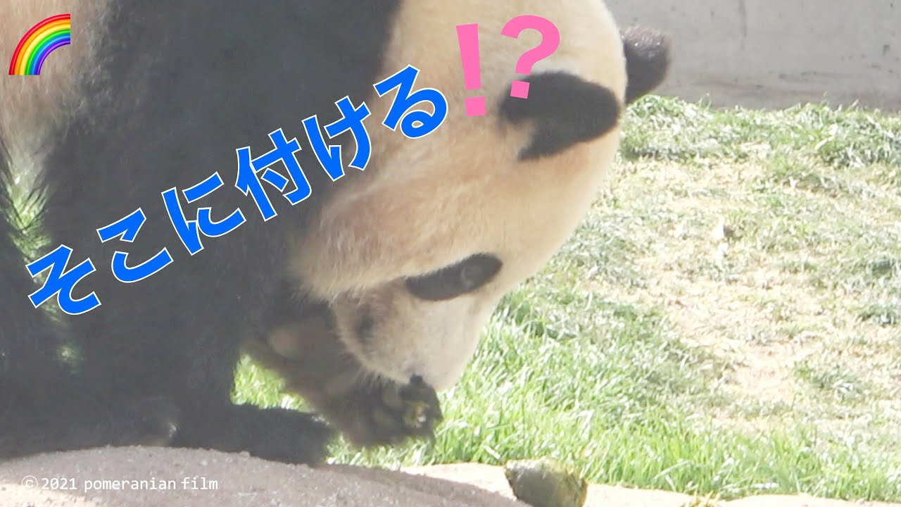 (Panda видео) [3/18 📷 BOSS Saihin 🌈 Cute Безумие] Что! Рука, которая коснулась бамбуковые пельменей!
