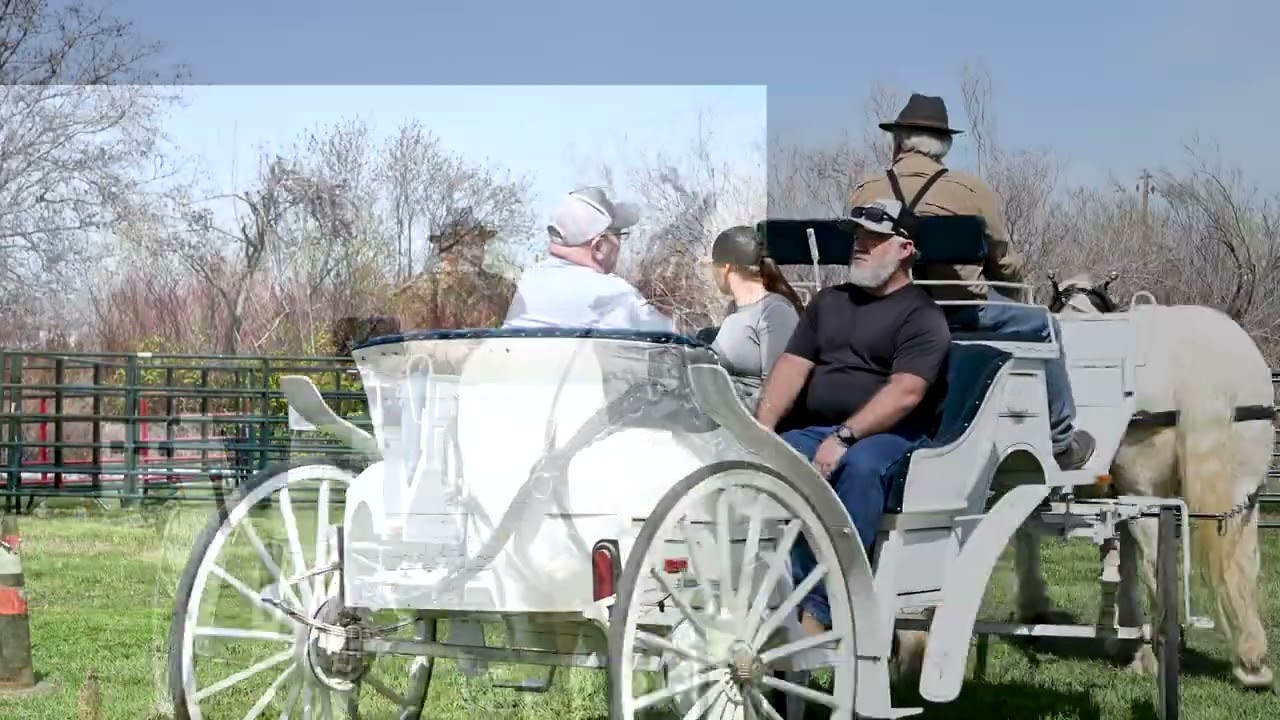 HORSE CARRIAGE RIDES  02