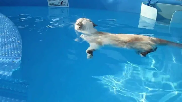 CAT swimming like a BOSS