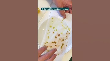 How to save seeds from tomatoes to grow in your garden