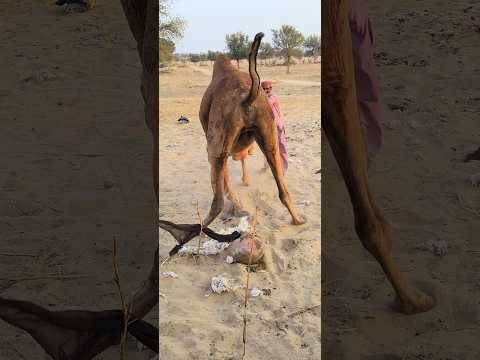 علقت قطعة قماش خلف الجمل ثم ارتفعت فجأة