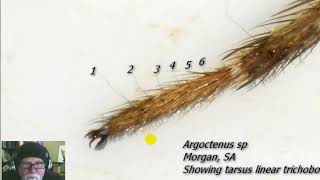 A Look at Spider Trichobothria and How to Recognise Them