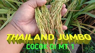 UPDATE ON THAILAND JUMBO RICE, A LOOSE-RESISTANT VARIETY SUITABLE FOR MT 1