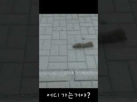 어디 가는거야? #Shorts