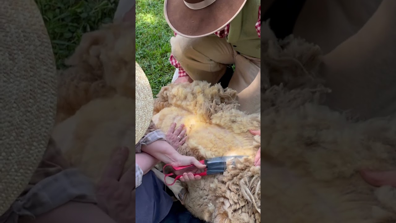 Sheep Shearing Sneak Peek 