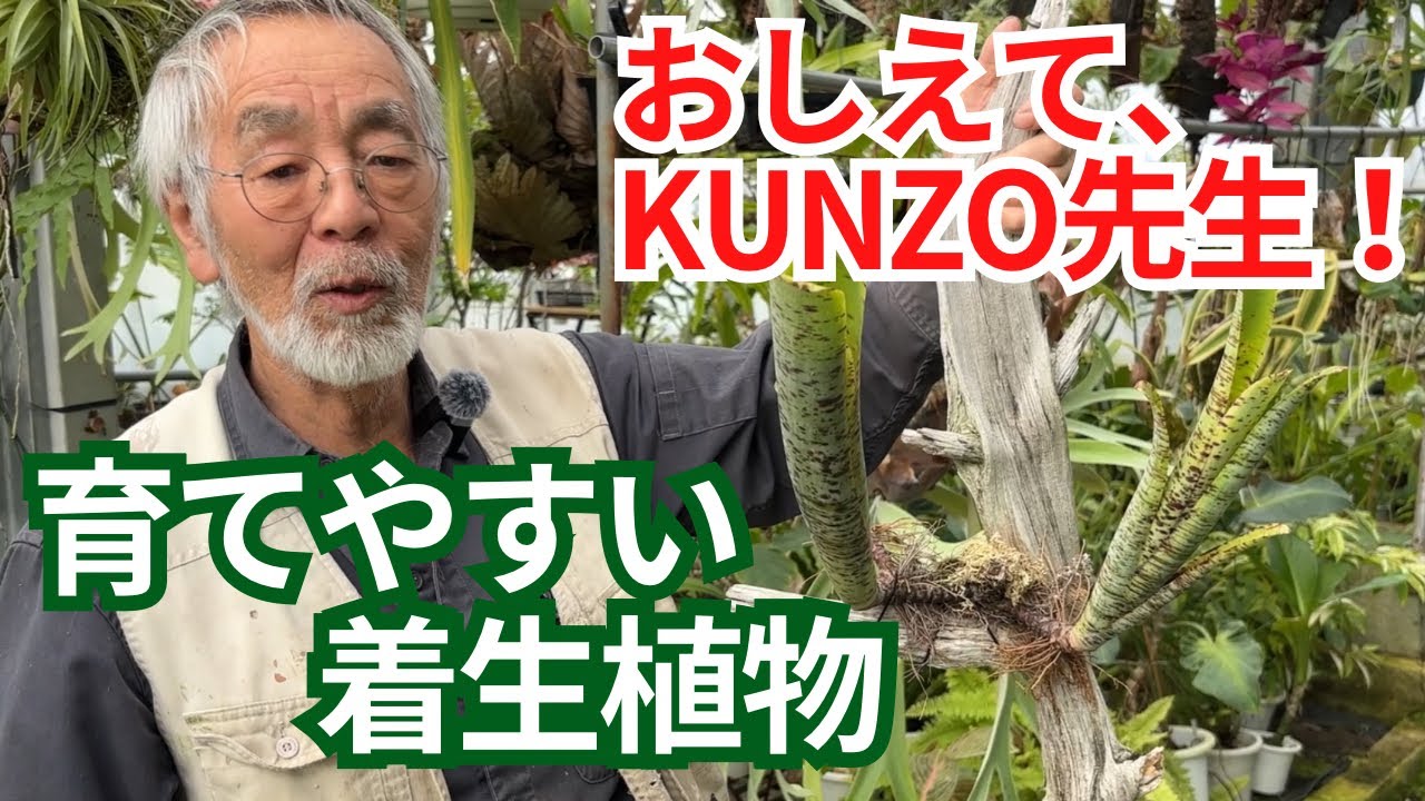 Epiphytic plants recommended for beginners, selected by Kunzo