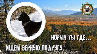 Потерялась собака/Норыч ты где!/Ищем верную подругу Потерялась собака/Норыч ты где!/Ищем верную подругу