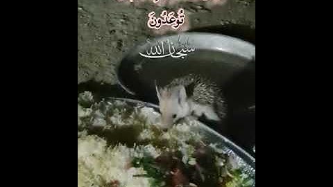 (وَفِی ٱلسَّمَاۤءِ رِزۡقُكُمۡ وَمَا تُوعَدُونَ)[سورة الذاريات 22]