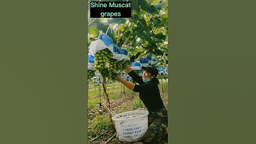 Grape Harvest #satisfying #short